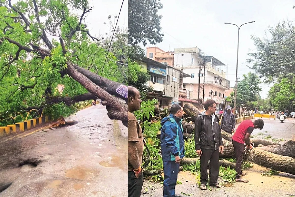 Chhattisgarh News: इतिहास की जड़ें हिलीं! बस्तर में 125 साल पुराना पेड़ गिरा, शहर के पुराने वृक्षों पर खतरे की घंटी