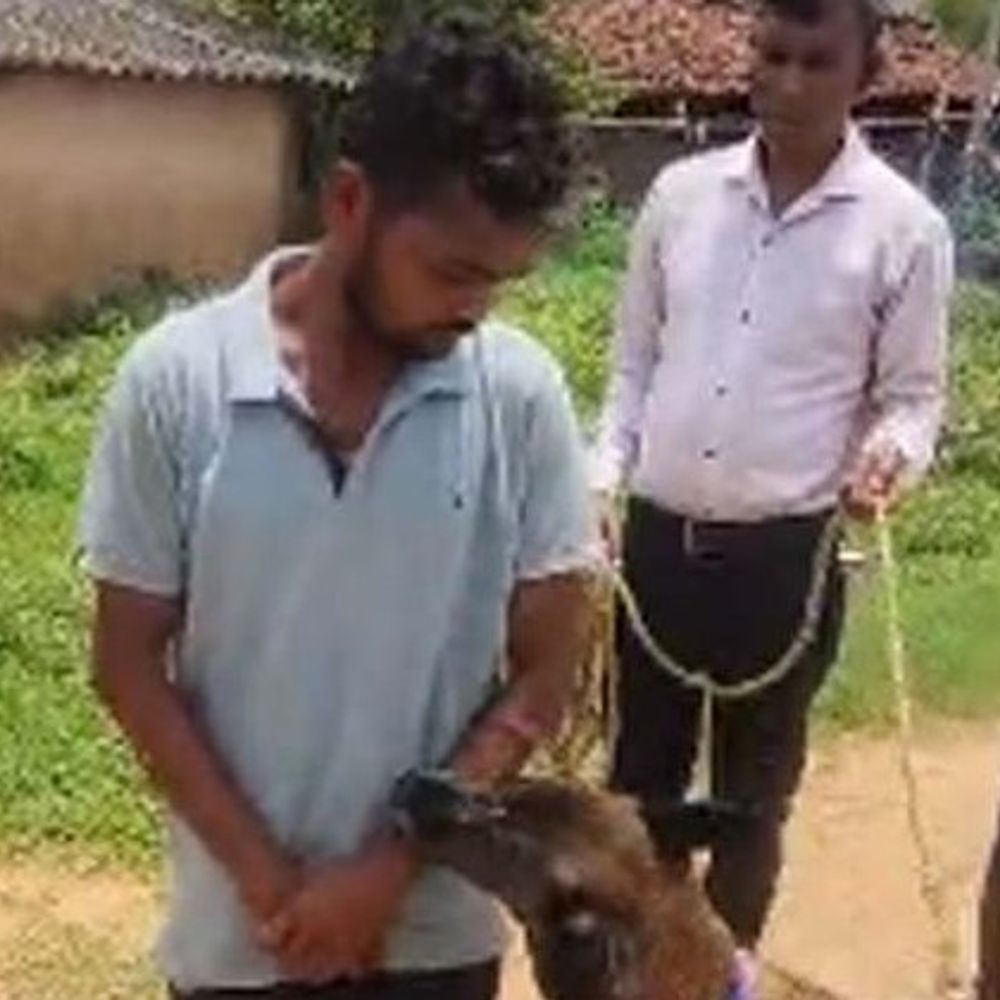 रायगढ़ में सिलबट्टे से कुचलकर दोस्त ने की हत्या:शराब पीने के दौरान उपजा विवाद, जांच में पुलिस डॉग रूबी युवक के हत्यारे तक पहुंची