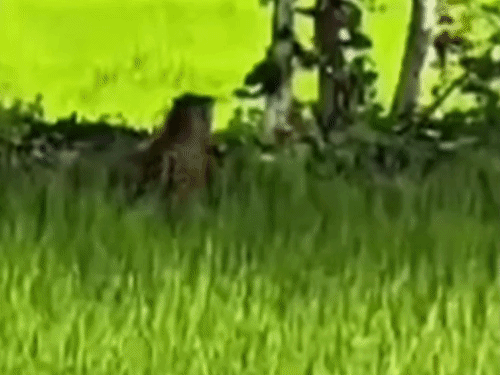 भोरमदेव अभ्यारण से भटका तेंदुआ कवर्धा के जैतपुरी गांव में घुसा, रेस्क्यू जारी